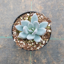 Load image into Gallery viewer, Pachyveria Powder Puff