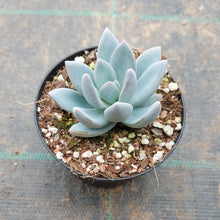 Load image into Gallery viewer, Pachyveria Powder Puff