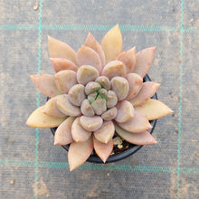 Load image into Gallery viewer, Pachyveria Rough