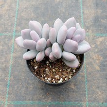 Load image into Gallery viewer, Pachyphytum glutinacaule