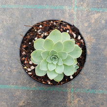 Load image into Gallery viewer, Aeonium aureum