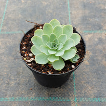 Load image into Gallery viewer, Aeonium aureum