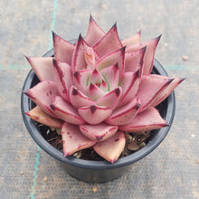 Load image into Gallery viewer, Echeveria agavoides Romeo