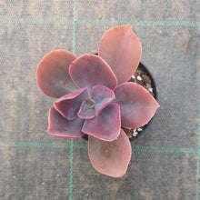 Load image into Gallery viewer, Echeveria Metallica