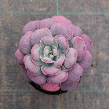 Load image into Gallery viewer, Echeveria Rain Drops