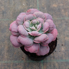 Load image into Gallery viewer, Echeveria Rain Drops