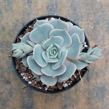 Load image into Gallery viewer, Echeveria Lola