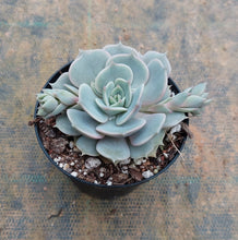 Load image into Gallery viewer, Echeveria Lola