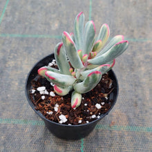 Load image into Gallery viewer, Cotyledon orbiculata Variegated Long Form
