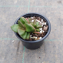 Load image into Gallery viewer, Crassula Talisman