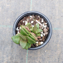 Load image into Gallery viewer, Crassula Talisman