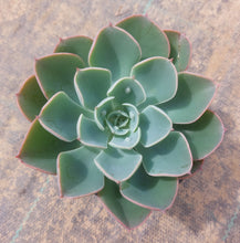 Load image into Gallery viewer, Echeveria Rain Drops