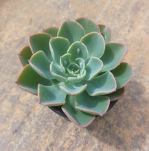 Load image into Gallery viewer, Echeveria Rain Drops