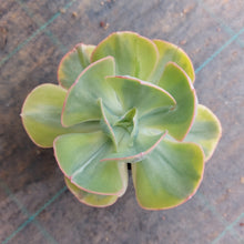 Load image into Gallery viewer, Echeveria Sunset Peony