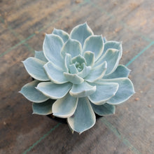 Load image into Gallery viewer, Echeveria subsessilis Variegated (White)