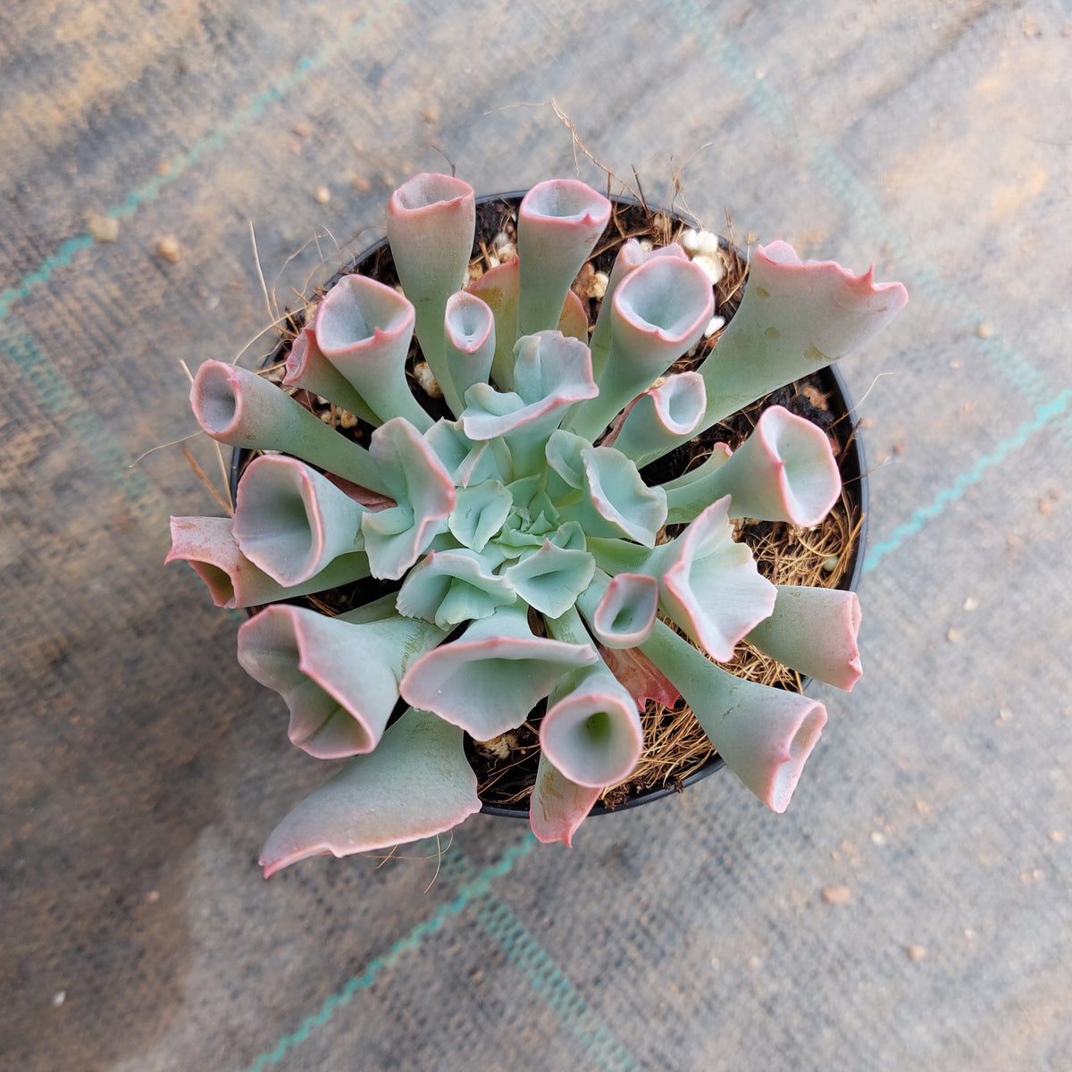 trumpet succulent Echeveria Pinky Trumpet – Mick's Succulents