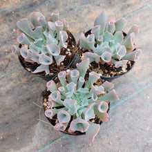 Load image into Gallery viewer, Echeveria Pinky Trumpet