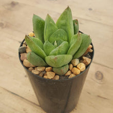 Load image into Gallery viewer, Haworthia cuspidata