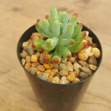 Load image into Gallery viewer, Sedum Blue Jelly Bean