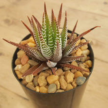 Load image into Gallery viewer, Haworthia attenuata