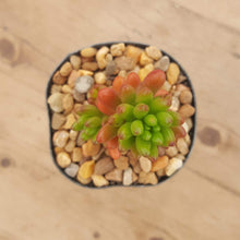 Load image into Gallery viewer, Sedum Green Jelly Bean