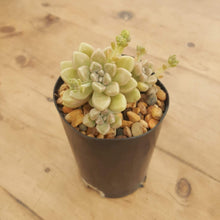 Load image into Gallery viewer, Graptopetalum Mendozae
