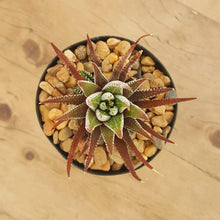 Load image into Gallery viewer, Haworthia attenuata