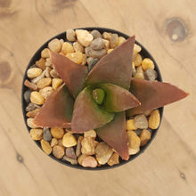 Load image into Gallery viewer, Aloe Black Gem