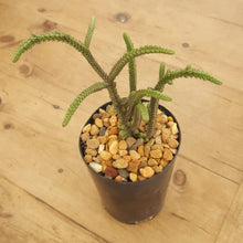 Load image into Gallery viewer, Crassula muscosa