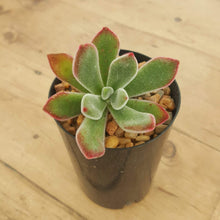 Load image into Gallery viewer, Echeveria pulvinata Ruby