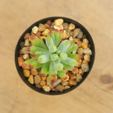 Load image into Gallery viewer, Sedum Blue Jelly Bean