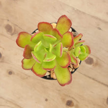 Load image into Gallery viewer, Sedum dendroidum
