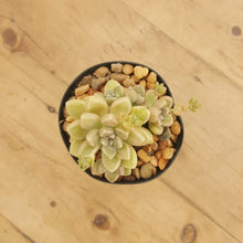 Load image into Gallery viewer, Graptopetalum Mendozae