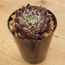 Load image into Gallery viewer, Sempervivum Red Balls