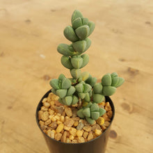 Load image into Gallery viewer, Delosperma lehmannii
