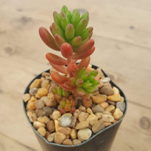 Load image into Gallery viewer, Sedum Green Jelly Bean