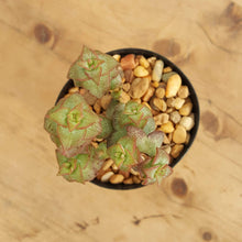 Load image into Gallery viewer, Crassula perforata Hoshi Otome
