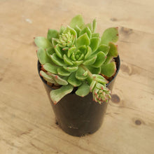 Load image into Gallery viewer, Echeveria Leisal