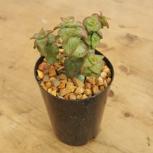 Load image into Gallery viewer, Crassula perforata Hoshi Otome
