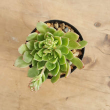 Load image into Gallery viewer, Echeveria Leisal