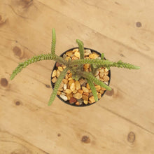 Load image into Gallery viewer, Crassula muscosa