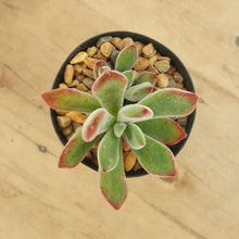 Load image into Gallery viewer, Echeveria pulvinata Ruby