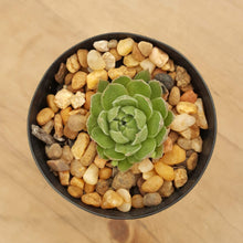 Load image into Gallery viewer, Sempervivum Yellow, Green and Red
