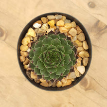 Load image into Gallery viewer, Sempervivum Reinhardt
