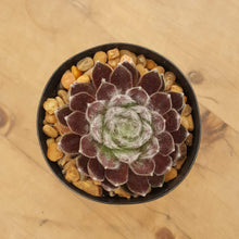 Load image into Gallery viewer, Sempervivum Red Balls