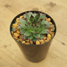 Load image into Gallery viewer, Sempervivum Blue Grey Dark Tips