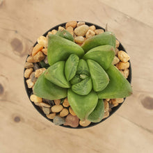 Load image into Gallery viewer, Haworthia cuspidata
