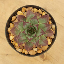 Load image into Gallery viewer, Sempervivum Mahogony