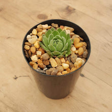Load image into Gallery viewer, Sempervivum Yellow, Green and Red