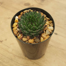 Load image into Gallery viewer, Sempervivum Reinhardt